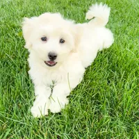 Ollie, a male Coton de Tulear for sale in South Jordan, UT – Photo 3 of 6