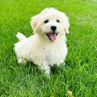 Ollie, a male Coton de Tulear for sale in South Jordan, UT – Photo 2 of 6