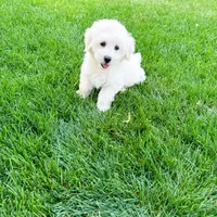 Ollie, a male Coton de Tulear for sale in South Jordan, UT – Photo 4 of 6