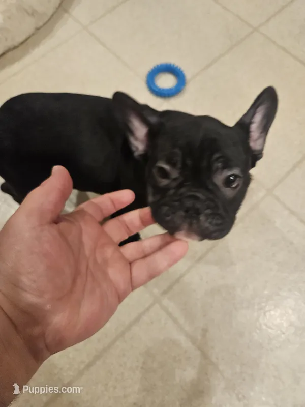 Luigi – French Bulldog puppy for sale in Coralville, IA