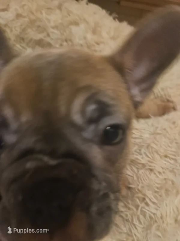 Rosalina  – French Bulldog puppy for sale in Coralville, IA