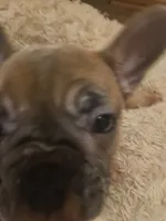 Rosalina , a female French Bulldog for sale in Coralville, IA – 1 of 4
