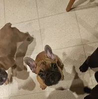 Mario, a male French Bulldog for sale in Coralville, IA – 2 of 3