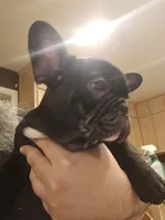 Luigi, a male French Bulldog for sale in Coralville, IA – 2 of 3