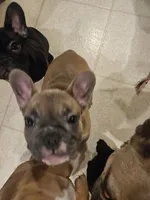 Rosalina , a female French Bulldog for sale in Coralville, IA – 3 of 4