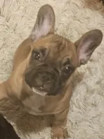 Mario, a male French Bulldog for sale in Coralville, IA – 3 of 3