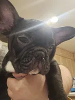 Luigi, a male French Bulldog for sale in Coralville, IA – 3 of 3