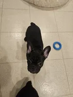 Peach, a male French Bulldog for sale in Coralville, IA – 2 of 4