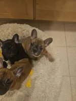 Rosalina , a female French Bulldog for sale in Coralville, IA – 2 of 4