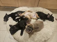 Rosalina , a female French Bulldog for sale in Coralville, IA – 4 of 4