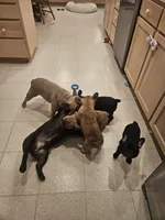 Peach, a male French Bulldog for sale in Coralville, IA – 4 of 4