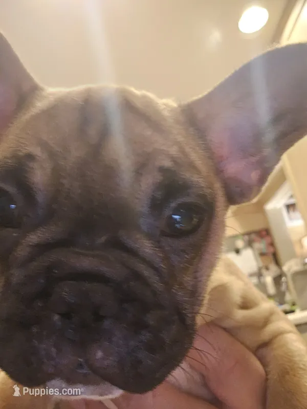 Mario – French Bulldog puppy for sale in Coralville, IA