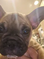 Mario, a male French Bulldog for sale in Coralville, IA – 1 of 3