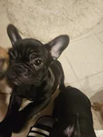 Peach, a male French Bulldog for sale in Coralville, IA – 3 of 4