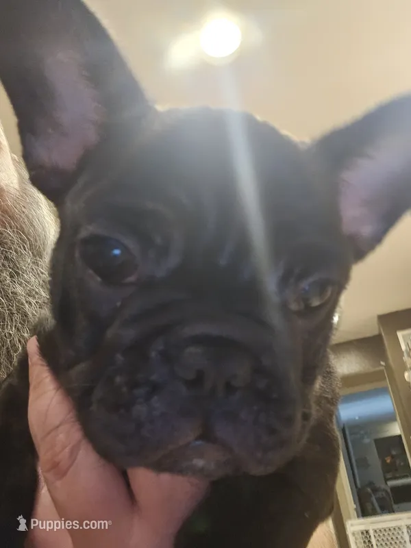 Peach – French Bulldog puppy for sale in Coralville, IA