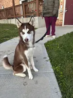 Mufasa , a male Siberian Husky for sale in Milwaukee, WI – Photo 7 of 9