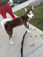 Mufasa , a male Siberian Husky for sale in Milwaukee, WI – Photo 9 of 9