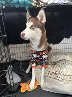 Mufasa , a male Siberian Husky for sale in Milwaukee, WI – Photo 6 of 9