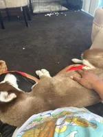 Mufasa , a male Siberian Husky for sale in Milwaukee, WI – Photo 5 of 9