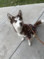 Mufasa , a male Siberian Husky for sale in Milwaukee, WI – Photo 8 of 9