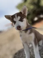 Mufasa , a male Siberian Husky for sale in Milwaukee, WI – Photo 1 of 9