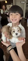 Jasper , a male Shih Tzu and Poodle - Miniature  for sale in Blythewood, SC – 3 of 3