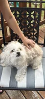 Jasper , a male Shih Tzu and Poodle - Miniature  for sale in Blythewood, SC – 2 of 3