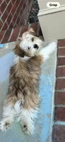 Jasper , a male Shih Tzu and Poodle - Miniature  for sale in Blythewood, SC – 1 of 3