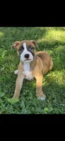 Nala, a female American Bully for sale in Danville, IL – 3 of 3