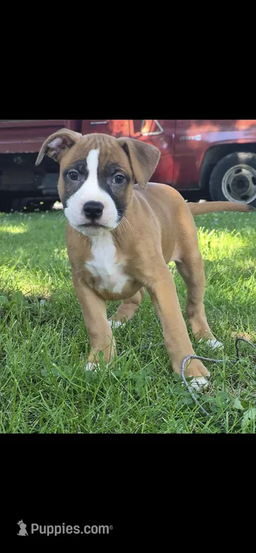 Nala – American Bully puppy for sale in Danville, IL