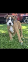 Nala, a female American Bully for sale in Danville, IL – 1 of 3