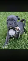 Tank, a male American Bully for sale in Danville, IL – 2 of 4