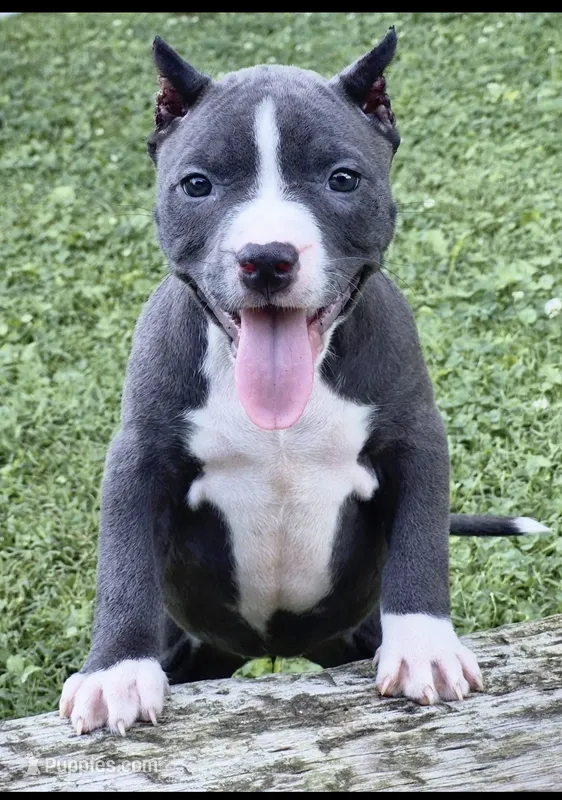 Phoebe  – American Bully puppy for sale in Danville, IL