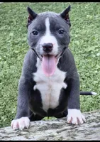 Phoebe , a female American Bully for sale in Danville, IL – 1 of 4