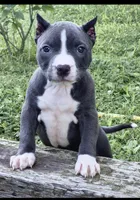 Phoebe , a female American Bully for sale in Danville, IL – 4 of 4