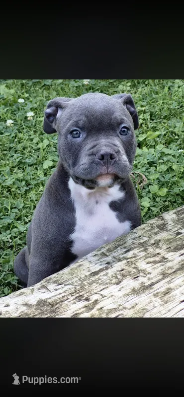 Tank – American Bully puppy for sale in Danville, IL