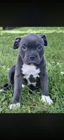 Tank, a male American Bully for sale in Danville, IL – 4 of 4