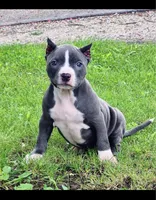 Phoebe , a female American Bully for sale in Danville, IL – 2 of 4