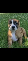 Nala, a female American Bully for sale in Danville, IL – 2 of 3