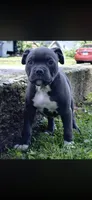 Tank, a male American Bully for sale in Danville, IL – 3 of 4
