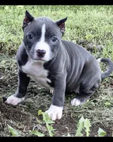 Phoebe , a female American Bully for sale in Danville, IL – 3 of 4