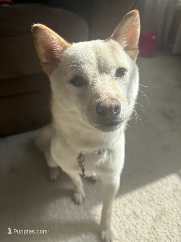 Chai – Shiba Inu puppy for sale in Joliet, IL