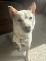Chai, a female Shiba Inu for sale in Joliet, IL – 1 of 6