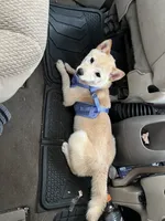 Chai, a female Shiba Inu for sale in Joliet, IL – 6 of 6