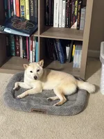 Chai, a female Shiba Inu for sale in Joliet, IL – 2 of 6