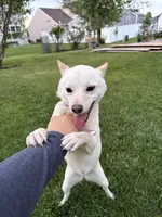 Chai, a female Shiba Inu for sale in Joliet, IL – 5 of 6