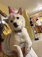 Chai, a female Shiba Inu for sale in Joliet, IL – 3 of 6