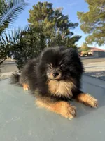 Osito, a male Pomeranian for sale in Victorville, CA – Photo 2 of 4