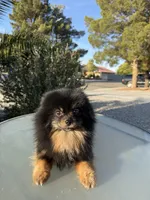 Osito, a male Pomeranian for sale in Victorville, CA – Photo 3 of 4