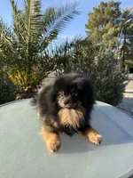 Osito, a male Pomeranian for sale in Victorville, CA – Photo 4 of 4